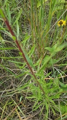 Liatris ligulistylis