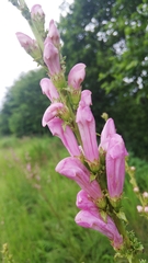 Pedicularis grandiflora