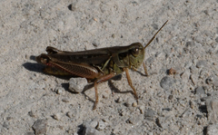 Melanoplus