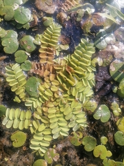 Salvinia natans