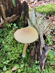 Nolanea