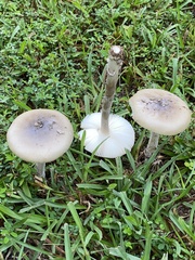 Amanita rhacopus