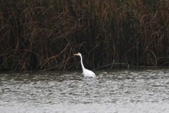 Ardea alba alba