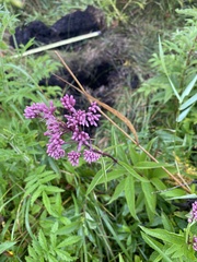 Eutrochium maculatum