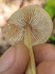 Nolanea