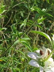 Cerceris bicornuta