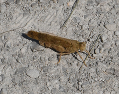 Dissosteira carolina