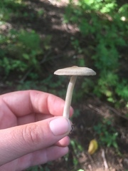 Cantharellula umbonata