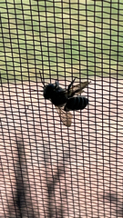 Megachile mendica