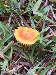 Hygrocybe miniata