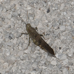 Dissosteira carolina