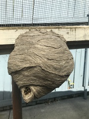 Dolichovespula arenaria