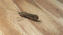 Limnephilus
