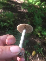 Cantharellula umbonata