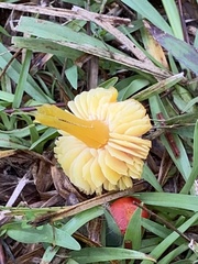 Hygrocybe miniata