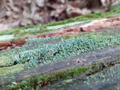 Cladonia ochrochlora