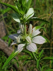 Cerceris bicornuta