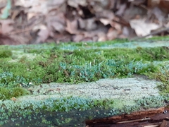 Cladonia ochrochlora