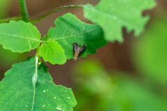 Eutreta noveboracensis