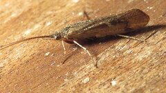 Limnephilus