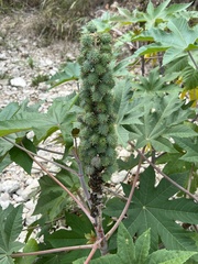 Ricinus communis