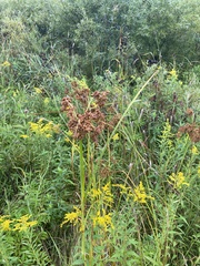 Scirpus atrovirens