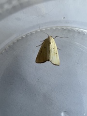 Marimatha nigrofimbria