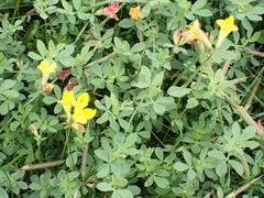 Lotus corniculatus