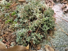 Cladonia turgida