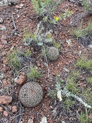 Pediocactus simpsonii