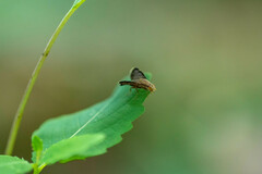 Eutreta noveboracensis
