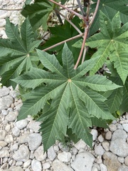 Ricinus communis