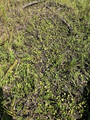 Alisma