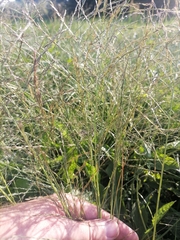 Eragrostis albensis