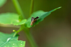 Eutreta noveboracensis