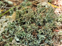 Cladonia turgida