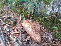 Leiobunum aldrichi