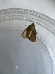 Marimatha nigrofimbria