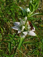 Cerceris bicornuta