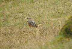Monticola saxatilis