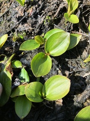 Alisma
