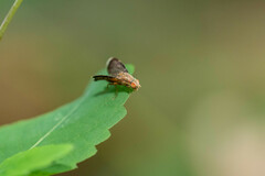 Eutreta noveboracensis