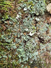 Cladonia turgida