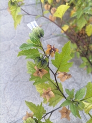 Nicandra physalodes