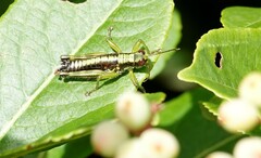 Booneacris glacialis