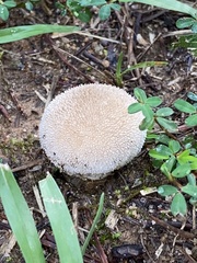 Lycoperdon echinatum