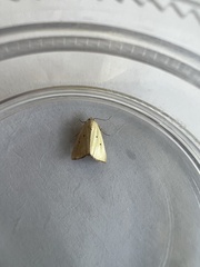 Marimatha nigrofimbria