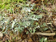 Cladonia turgida