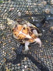 Sternotherus odoratus