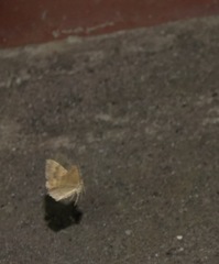 Camptogramma bilineata